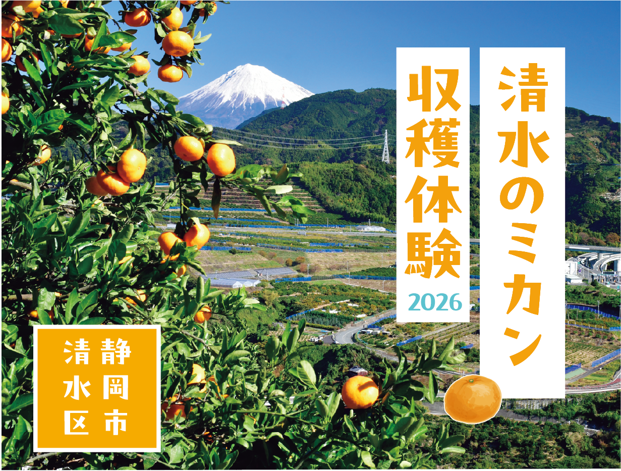 清水のミカン収穫体験